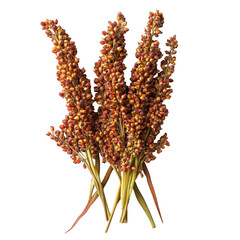 Sorghum Stalks Red Orange Grains Harvest Agriculture isolated on transparent background cutout