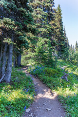 Mt. Ranier National Park