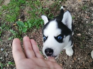 husky puppy © Yuliya