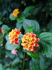 Macro close-up of vibrant lantana flower with green background