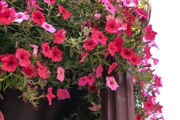 Trailing petunias in a large basket hanging on a post. Urban landscaping.. Beautiful summer background and landscape design in shades of pink.