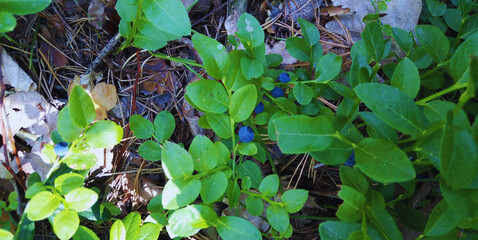 A close-up, high-angle view of blueberry bushes on the forest floor. Ripe, dark blue berries are visible among the green leaves.