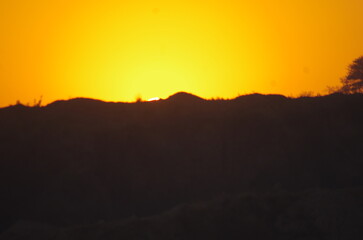 tree, nature, silhouette, sunset, sun, branch, sky, leaf, leaves, summer, landscape, autumn, branches, design, spring, sunrise, reed, forest, black, light, Halloween, night, tree, moon, vector, silhou