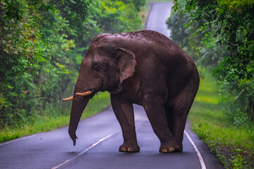 Obraz premium Elephants are large mammals and are the largest land animals. Wild elephants eat plants. They are big, have a small head, big legs, and have a trunk that reaches to the ground. That trunk is the nose.