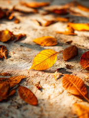 Vibrant autumn leaves scattered on sandy ground in warm sunlight