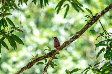 The bill is a reflective blue color. The body feathers are dark pinkish purple. The wings are black with yellow feathers arranged in a stripe. The upper hindwing is dotted with yellow feathers. The ru