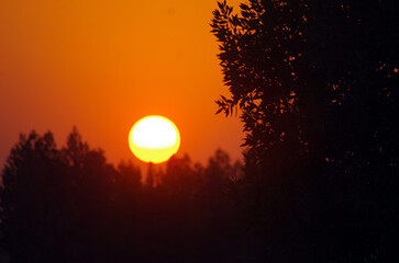 Obraz premium tree, nature, silhouette, sunset, sun, branch, sky, leaf, leaves, summer, landscape, autumn, branches, design, spring, sunrise, reed, forest, black, light, Halloween, night, tree, moon, vector, silhou