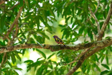 The bill is a reflective blue color. The body feathers are dark pinkish purple. The wings are black with yellow feathers arranged in a stripe. The upper hindwing is dotted with yellow feathers. The ru