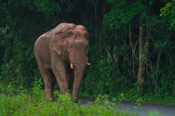 Obraz premium Elephants are large mammals and are the largest land animals. Wild elephants eat plants. They are big, have a small head, big legs, and have a trunk that reaches to the ground. That trunk is the nose.