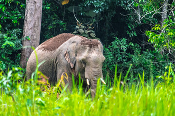 Fototapeta premium Elephants are large mammals and are the largest land animals. Wild elephants eat plants. They are big, have a small head, big legs, and have a trunk that reaches to the ground. That trunk is the nose.