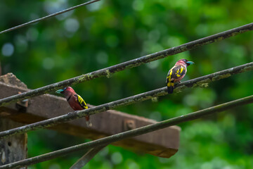 The bill is a reflective blue color. The body feathers are dark pinkish purple. The wings are black with yellow feathers arranged in a stripe. The upper hindwing is dotted with yellow feathers. The ru