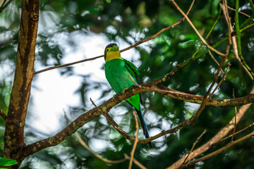 Long-tailed broadbill Broad-mouthed, long-tailed adults have a bright yellow throat and face. There are yellow patches on each side of the nape of the neck.	