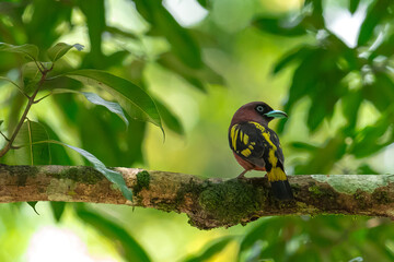 The bill is a reflective blue color. The body feathers are dark pinkish purple. The wings are black with yellow feathers arranged in a stripe. The upper hindwing is dotted with yellow feathers. The ru