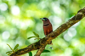 Fototapeta premium The bill is a reflective blue color. The body feathers are dark pinkish purple. The wings are black with yellow feathers arranged in a stripe. The upper hindwing is dotted with yellow feathers. The ru