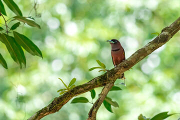 The bill is a reflective blue color. The body feathers are dark pinkish purple. The wings are black with yellow feathers arranged in a stripe. The upper hindwing is dotted with yellow feathers. The ru