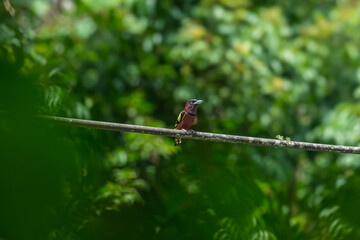 The bill is a reflective blue color. The body feathers are dark pinkish purple. The wings are black with yellow feathers arranged in a stripe. The upper hindwing is dotted with yellow feathers. The ru