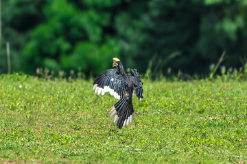 The bill and large hump are yellow. The face is black. The throat is white or yellowish-white. The body is black. The wings are black with a wide yellow stripe running down the middle of the wings.	