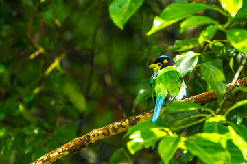 Long-tailed broadbill Broad-mouthed, long-tailed adults have a bright yellow throat and face. There are yellow patches on each side of the nape of the neck.	
