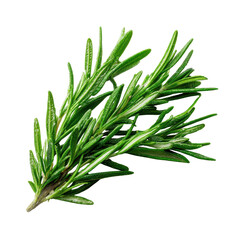 Fototapeta premium Fresh rosemary sprig close-up showcasing vibrant green leaves and needle-like texture