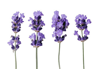Obraz premium Five vibrant purple lavender sprigs against a black background. Close-up, detailed view of the blossoms and stems