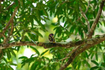The bill is a reflective blue color. The body feathers are dark pinkish purple. The wings are black with yellow feathers arranged in a stripe. The upper hindwing is dotted with yellow feathers. The ru