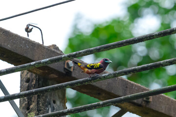 The bill is a reflective blue color. The body feathers are dark pinkish purple. The wings are black with yellow feathers arranged in a stripe. The upper hindwing is dotted with yellow feathers. The ru