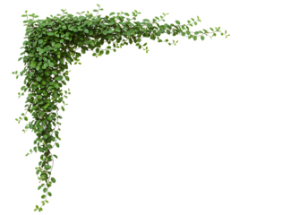 Green ivy vine corner decoration isolated on transparent background