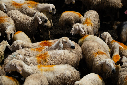 
sheep,A mammal genus belonging to the subfamily Caprinae, along with goats. The most widespread species of the genus, both geographically and in terms of population, is the domestic sheep, 