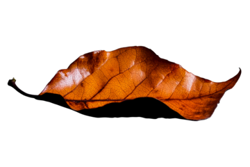 Dry Autumn Leaf with Intricate Veins and Wavy Edge