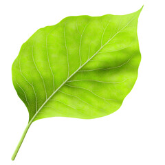 Fototapeta premium Detailed Green Leaf with Intricate Vein Structure