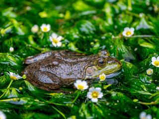 水辺のウシガエル