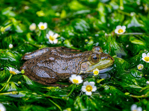 ウシガエル」の写真素材 | 17,805件の無料イラスト画像 | Adobe Stock
