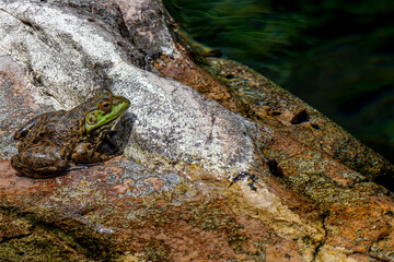 水辺のウシガエル