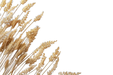 Dried wheat stalks arranged in a corner, light beige color against a black background