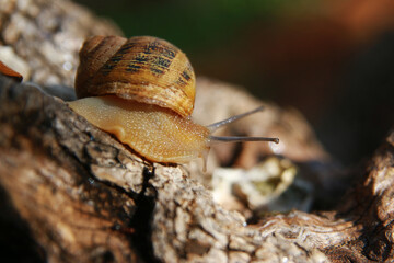 Snail in the garden after the rain macro photography                                                    