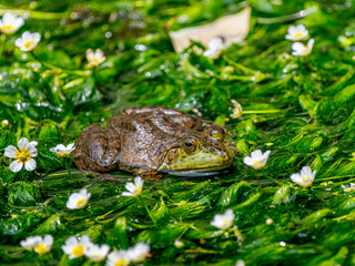 水辺のウシガエル