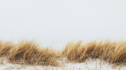 Fototapeta premium Dried grasses on a beach with a foggy background.