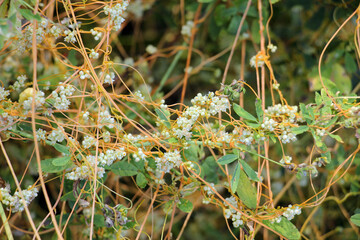 The parasitic plant field dodder (Cuscuta campestris) grows among crops