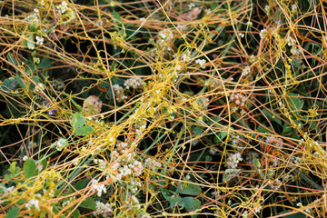 The parasitic plant field dodder (Cuscuta campestris) grows among crops