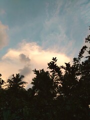 sunset in the forest