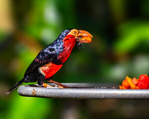 Breaded Barbet