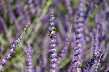 Composition of nature. Summer blooming flower. Blooming flower field. Field of lavender. Lavender flower in summer. France Provence field. Purple lavender bloom in nature. Aromatherapy concept