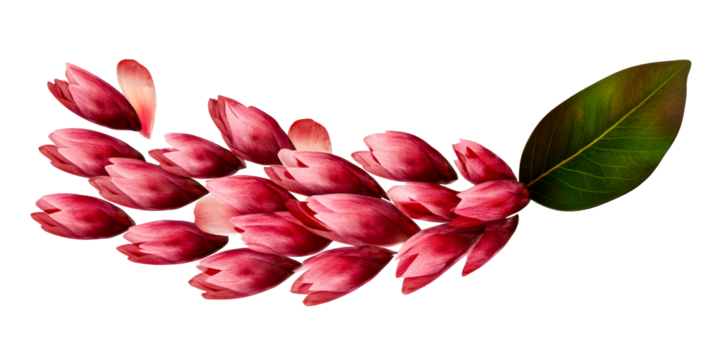 Collection of unopened pink tulip buds with a single green leaf