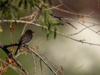 Black Phoebe perched on branch