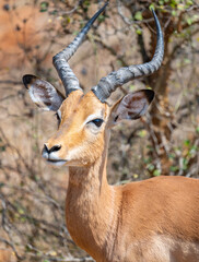 Afrikanische Tiere Impalas auch Schwarzfersenantilope oder Schwarznasenimpala genannt, im Busch vom Krüger National Park - Kruger Nationalpark Südafrika