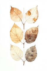 Watercolor painting of six dried leaves in shades of brown and beige attached to a central stem on a clean white background composition art