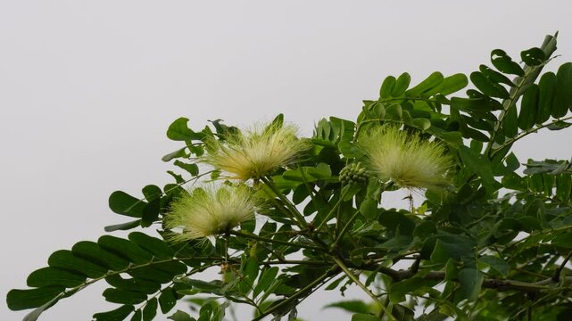 the flowers of the Albizia lebbeck tree with sky background 