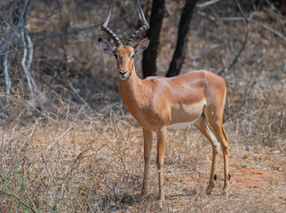Afrikanische Tiere Impalas auch Schwarzfersenantilope oder Schwarznasenimpala genannt, im Busch vom Krüger National Park - Kruger Nationalpark Südafrika