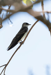  swallow on the tree