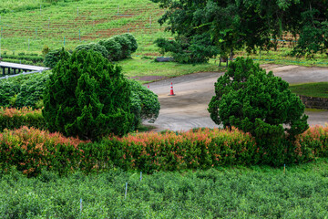 Natural background of mountain atmosphere, trees, green lawn for exercise or viewpoint in a large park in the northern area, Chiang Rai, Thailand.